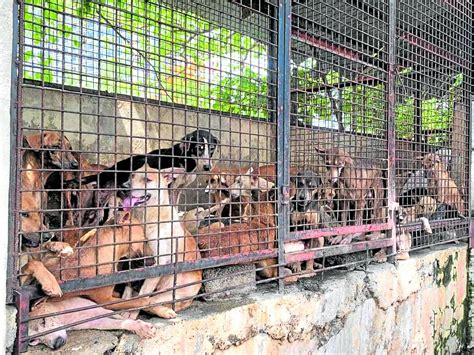 pasay city animal shelter|Cebu City to build first.